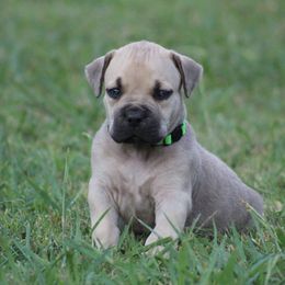 Green - Brown male Boerboel puppy in Shawnee, Oklahoma from TXT Boerboels