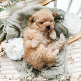 Canyon - Cream male Poodle puppy in Chapel Hill, North Carolina from Cyndi’s Poodles