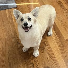 Kiwi - Pembroke Welsh Corgi