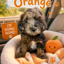 Gregory orange collar - Merle male Goldendoodle puppy in North Branch, Michigan from Graceful Miniature Goldendoodles