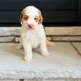 Sugar - Brown and white male Bernedoodle puppy in Fort Wayne, Indiana from Crimson Curl Doodles