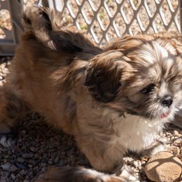 Cin - Grizzle female Lhasa Apso puppy in Waterford, Connecticut from Floofie Butts