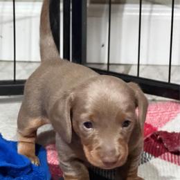 Beau - Fawn (isabella) and tan male Dachshund puppy in Skiatook, Oklahoma from Little Weiner Ranch