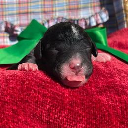Pistachio - Parti male Labradoodle puppy in St George, Utah from Terra's Swann's Kennels