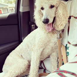 Goldendoodles and Poodles from Angel’s Standard Doodles and Poodles