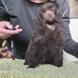 Poodle Puppies from Love chocolate poodles