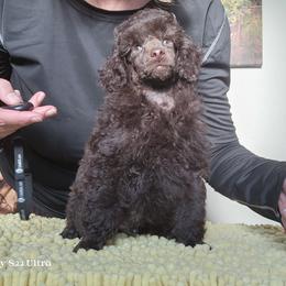 Poodle Puppies from Love chocolate poodles