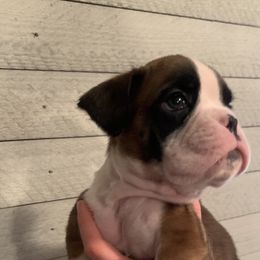 Boxer Puppies from Von Royal Dell'Infinite Deutscher
