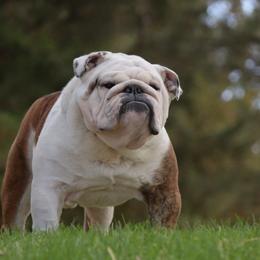 Tun Tun - Bulldog