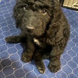 Goldendoodle Puppies from AZ Stickerdoodles