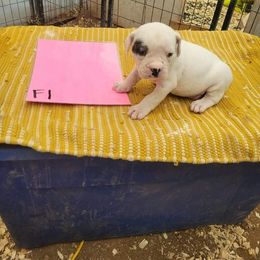 Girl 1 - American Bulldog puppy in Yellville, Arkansas from Offerman Family Bulldogs