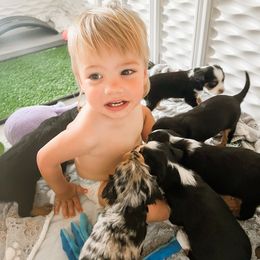 Companion Cross Puppies from The Darling Pup