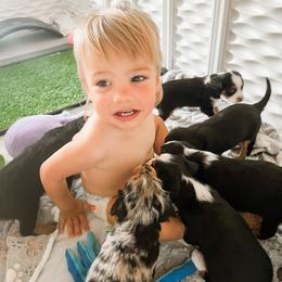 Companion Cross Puppies from The Darling Pup