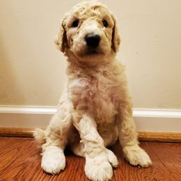 Poodle Puppies from Snow Poodle Standards
