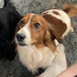 Cooper - Dachshund