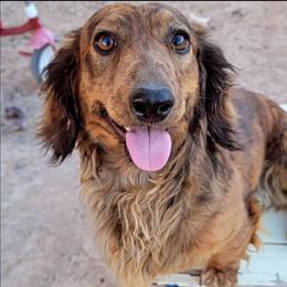 Sammy - Dachshund