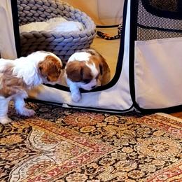 Cavalier King Charles Spaniel Puppies from Puppyloversplace