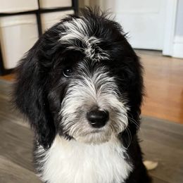 Tuxedo boy - Black and white Sheepadoodle puppy in Chicago, Illinois from Chicago Sheepadoodles