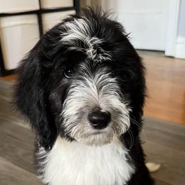 Tuxedo boy - Black and white Sheepadoodle puppy in Chicago, Illinois from Chicago Sheepadoodles
