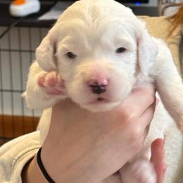 Girl 3 - White female Assorted Doodle Crosses puppy in Sturtevant, Wisconsin from Raising Doodles