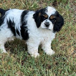 Raya - Black white and tan female Cocker Spaniel puppy in Beech Island, South Carolina from Mike's Best Friends