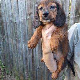 Ralph - Red male Dachshund puppy in Liberty, North Carolina from Heavenly Doxies