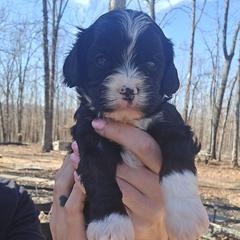 Twilight - Black female Cavapoo puppy in Fordland, Missouri from K&K's Puppy Kingdom