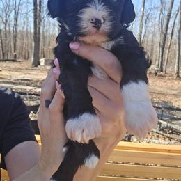 Twilight - Black female Cavapoo puppy in Fordland, Missouri from K&K's Puppy Kingdom