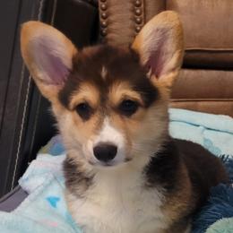 Blaire - Black and tan female Pembroke Welsh Corgi puppy in Sparta, Tennessee from Poso Creek Corgis