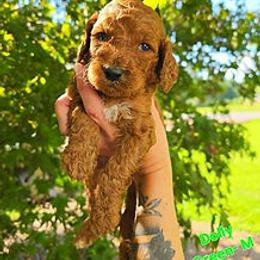 Green Collar - Red male Cockapoo puppy in Paducah, Kentucky from Cockapoos -N- Poodles of Western Kentucky