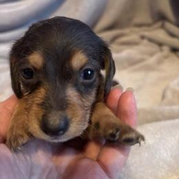Bliss Silky Wire - Chocolate and tan female Dachshund puppy in Argos, Indiana from TKO Doxies