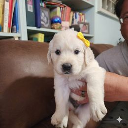 Yellow bow - Cream female Dachshund puppy in Wahiawa, Hawaii from Versatile Ohana