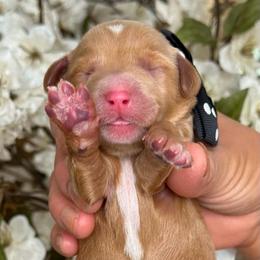 Zack - Apricot male Goldendoodle puppy in Yuciapa, California from AlltheDoodlez_
