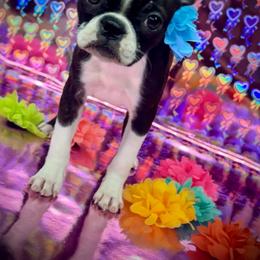 Confetti - Black brindle and white female Boston Terrier puppy in Rockville, Indiana from Blaze Of Glory Bostons & Frenchies