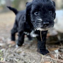 Frodo - Black and white male Cockapoo puppy in Tallahassee, Florida from Panhandle Pups