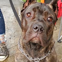 Cane Corso from Jones’ Cane Corso