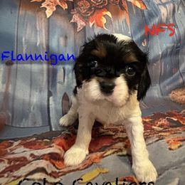 Flannigan - Tri-color male Cavalier King Charles Spaniel puppy in Leonard, Michigan from CoLo Cavaliers