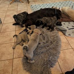 Anatolian Shepherd Dog and Labrador Retriever Puppies from Learning With Dogs