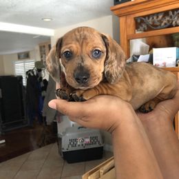 Dachshund Puppies from Ripon Dachshunds