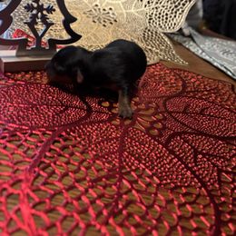 Sweet Little Angel - Blue and gold female Yorkshire Terrier puppy in Brandenburg, Kentucky from Lil Amazing Paws Yorkshire Terriers