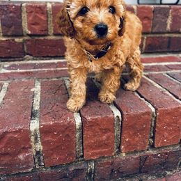 Cavapoo, Havapoo, and Poodle Puppies from West Cobb Dogs