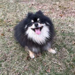 Misio - Pomeranian