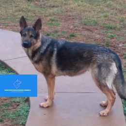 Grace - German Shepherd