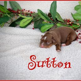 Sutton - Red tri male Miniature Australian Shepherd puppy in Madisonville, Texas from Flying LL Aussies