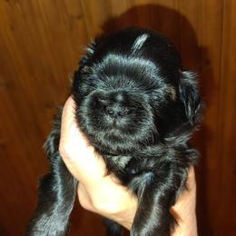 Danny - Watson - Red male Shih Tzu puppy in Palmyra, New York from Karen's Tzus of Palmyra-Macedon