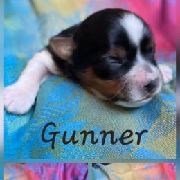 Gunner - Black tan and white male Biewer Terrier puppy in Brilliant, Ohio from ORBiT Ohio River Biewer Terriers