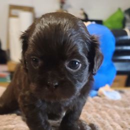 Puppy 2 - Chocolate male Shih Tzu puppy in Belleville, Michigan from Patricia's Heavenly Earth Angels