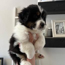 Quantum - Black tri-color male Australian Shepherd puppy in Weeki Wachee, Florida from Ace of Spades Australian Shepherds