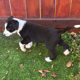 611 - Black and white male Border Collie puppy in Temecula, California from West Coast Border Collies
