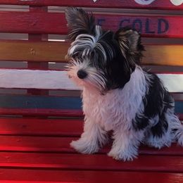 Biewer Terriers from Pups By the Sea
